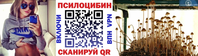 ссылка на мегу как войти  где продают наркотики  Отрадный  Псилоцибиновые грибы Psilocybine cubensis 